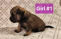 Girl #1, a female Miniature Schnauzer and Silky Terrier for sale in St. Louis, MO – Photo 6 of 7