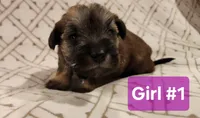 Girl #1, a female Miniature Schnauzer and Silky Terrier for sale in St. Louis, MO – Photo 2 of 7