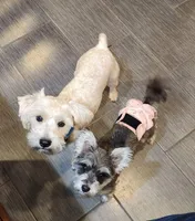 Girl #1, a female Miniature Schnauzer and Silky Terrier for sale in St. Louis, MO – Photo 7 of 7