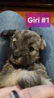 Girl #1, a female Miniature Schnauzer and Silky Terrier for sale in St. Louis, MO – Photo 1 of 7