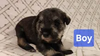 Boy, a male Miniature Schnauzer and Silky Terrier for sale in St. Louis, MO – Photo 8 of 9