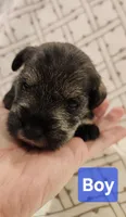 Boy, a male Miniature Schnauzer and Silky Terrier for sale in St. Louis, MO – Photo 2 of 9