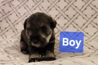 Boy, a male Miniature Schnauzer and Silky Terrier for sale in St. Louis, MO – Photo 6 of 9