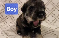 Boy, a male Miniature Schnauzer and Silky Terrier for sale in St. Louis, MO – Photo 5 of 9