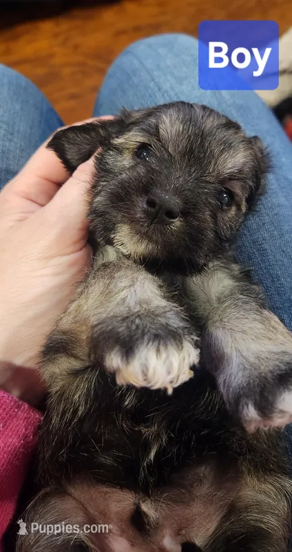 Boy – Miniature Schnauzer, Silky Terrier puppy for sale in St. Louis, MO