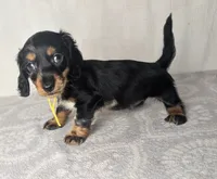 Caspien, a male Miniature Dachshund for sale in Culpeper, VA – 2 of 2