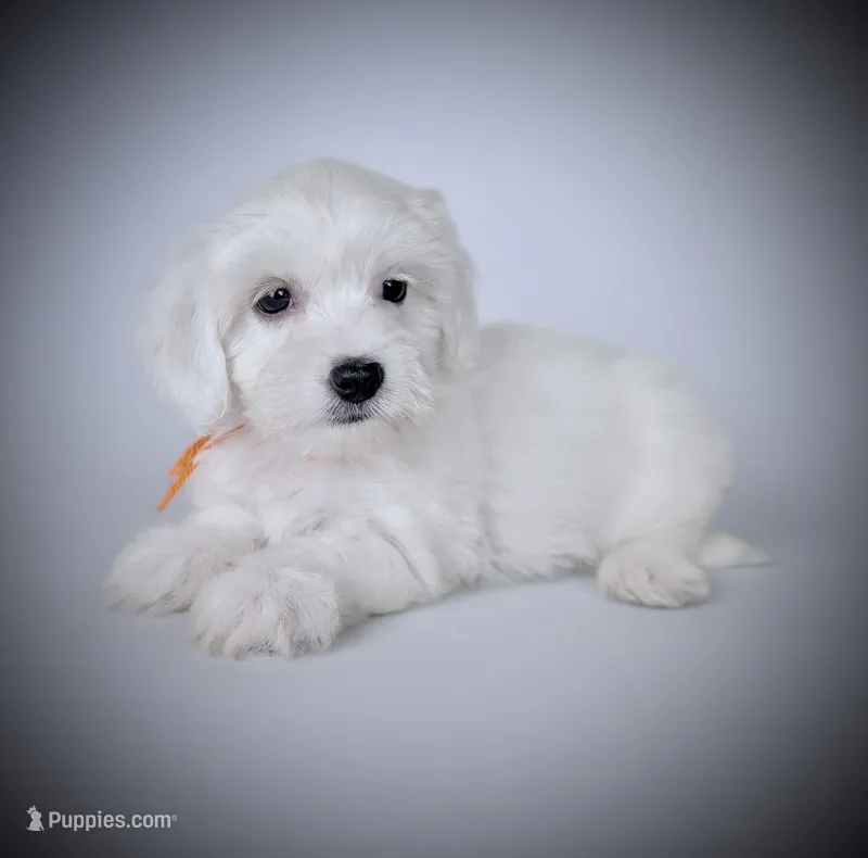 BUCKY – Coton de Tulear puppy for sale in Culpeper, VA