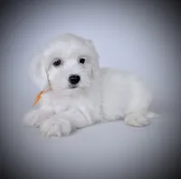 BUCKY, a male Coton de Tulear for sale in Culpeper, VA – 1 of 1