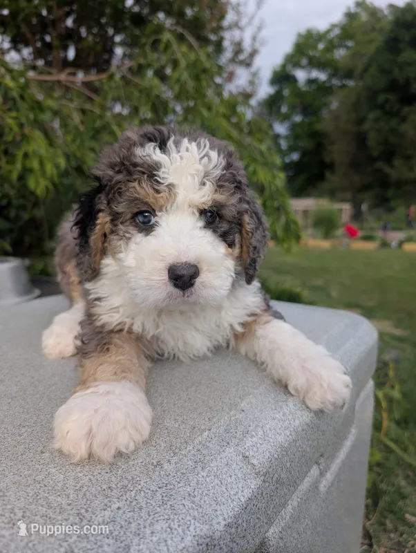 FIONA – Bernedoodle puppy for sale in Culpeper, VA