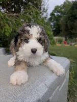 FIONA, a female Bernedoodle for sale in Culpeper, VA – 1 of 1