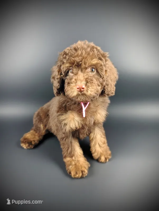  Luneh – Bernedoodle puppy for sale in Culpeper, VA