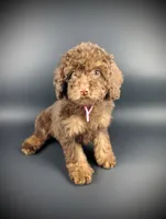  Luneh, a female Bernedoodle for sale in Culpeper, VA – 1 of 2
