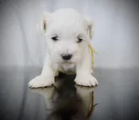 BAILEY, a male Coton de Tulear for sale in Culpeper, VA – Photo 2 of 2