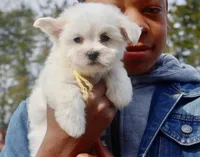 BAILEY, a male Coton de Tulear for sale in Culpeper, VA – Photo 1 of 2