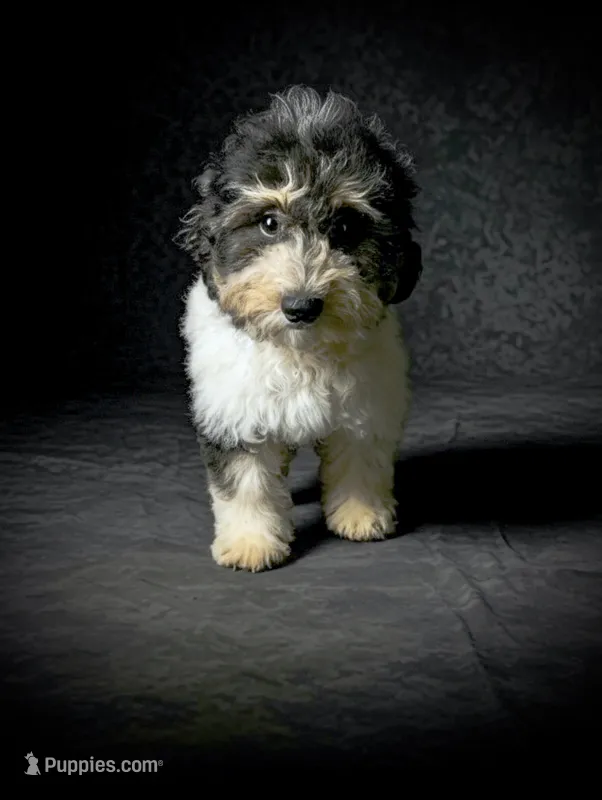 Trenda – Poodle - Miniature  puppy for sale in Culpeper, VA