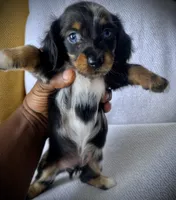 CONNER, a male Miniature Dachshund for sale in Culpeper, VA – 3 of 5