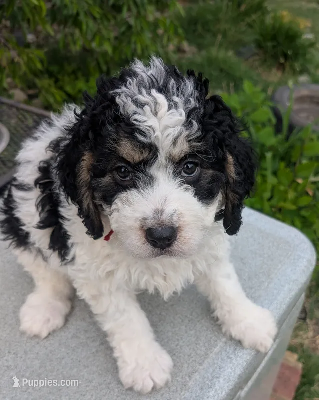 FLORA – Bernedoodle puppy for sale in Culpeper, VA