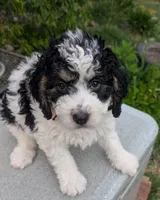 FLORA, a female Bernedoodle for sale in Culpeper, VA – 1 of 1