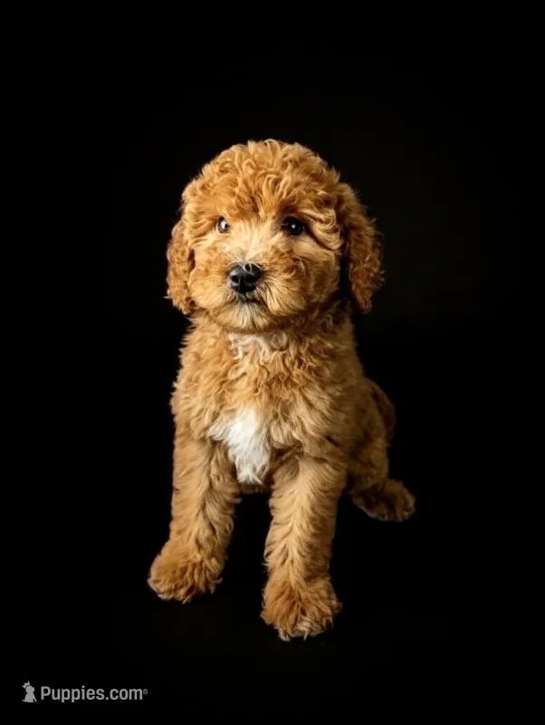 SONYA – Bernedoodle puppy for sale in Culpeper, VA