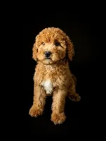 SONYA, a female Bernedoodle for sale in Culpeper, VA – 1 of 1