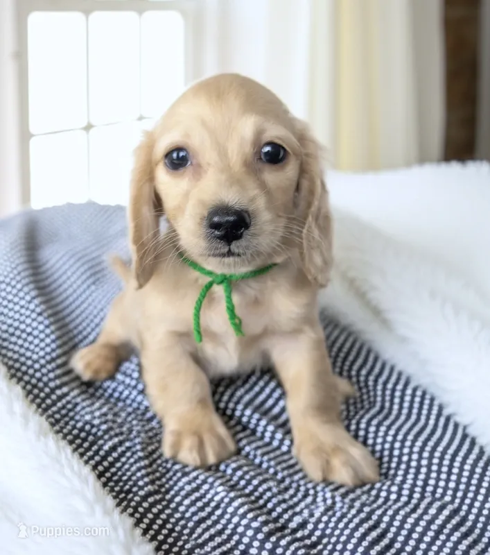 ARCHER – Miniature Dachshund puppy for sale in Culpeper, VA