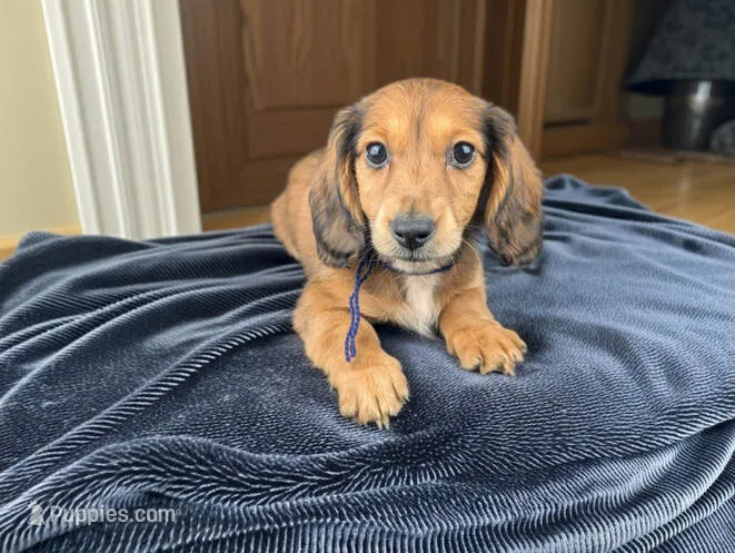 FRANCE – Miniature Dachshund puppy for sale in Culpeper, VA