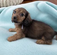 Francis, a female Miniature Dachshund for sale in Culpeper, VA – 2 of 2