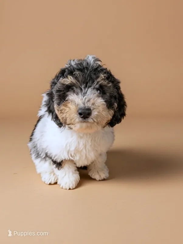 Trenda – Poodle - Miniature  puppy for sale in Culpeper, VA