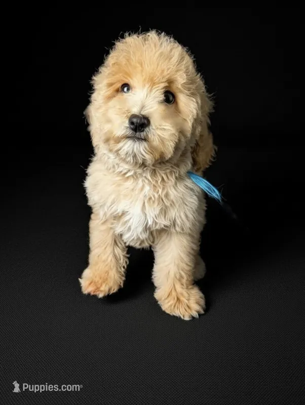 SERENITY – Bernedoodle puppy for sale in Culpeper, VA