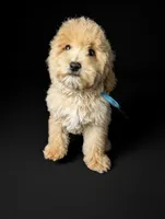 SERENITY, a female Bernedoodle for sale in Culpeper, VA – 1 of 1