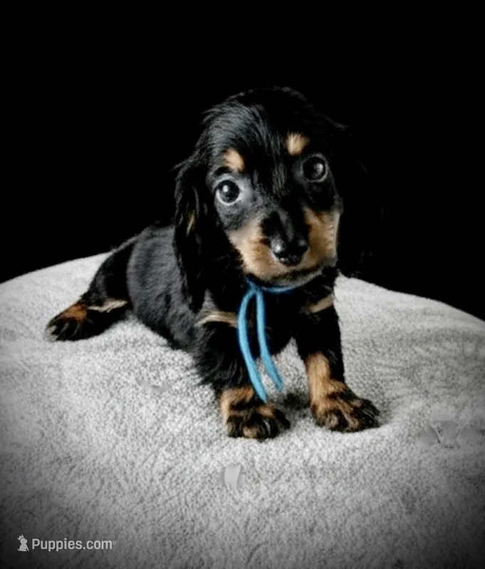 MARLA – Miniature Dachshund puppy for sale in Culpeper, VA