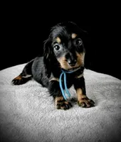 MARLA, a female Miniature Dachshund for sale in Culpeper, VA – 1 of 1