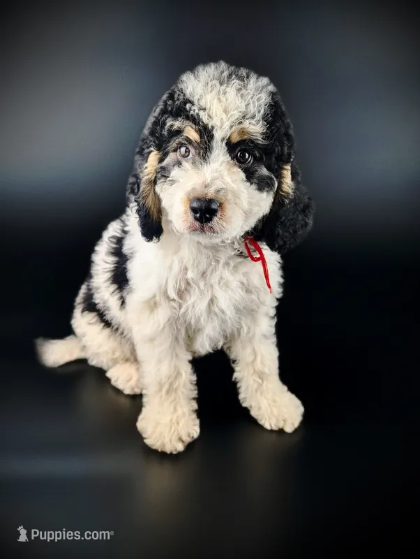 FLORA – Bernedoodle puppy on hold in Culpeper, VA