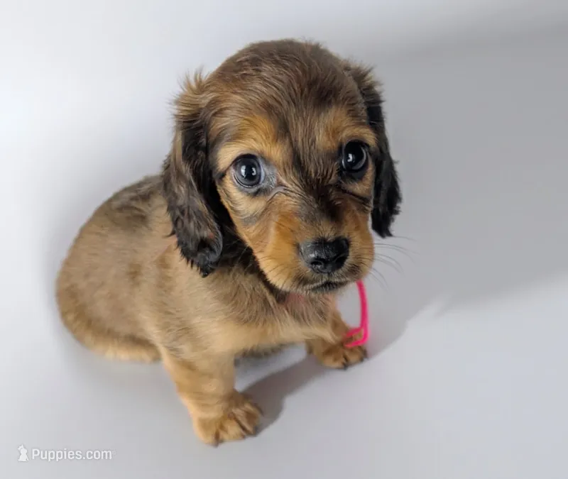 CAMMY – Miniature Dachshund puppy for sale in Culpeper, VA