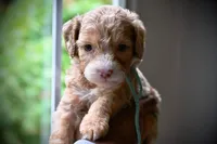 Jeanie, a female Miniature Bernedoodle for sale in Culpeper, VA – Photo 1 of 2