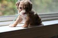 Jeanie, a female Miniature Bernedoodle for sale in Culpeper, VA – Photo 2 of 2