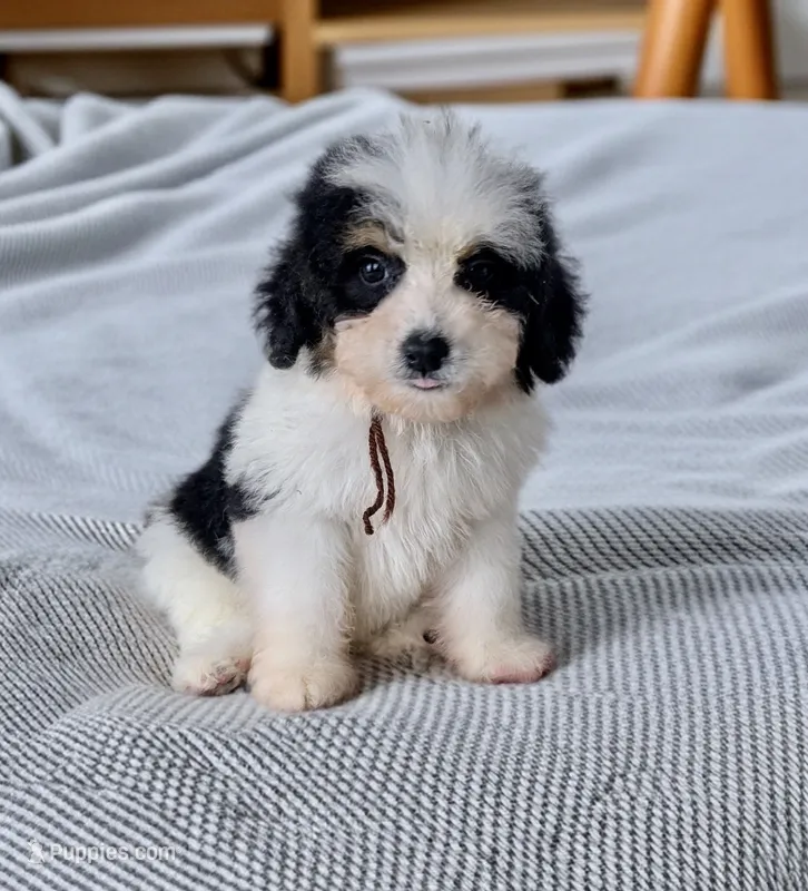 GIDEON – Bernedoodle puppy for sale in Culpeper, VA