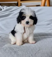 GIDEON, a male Bernedoodle for sale in Culpeper, VA – 1 of 1
