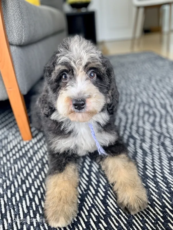 RACHEL – Bernedoodle puppy for sale in Culpeper, VA