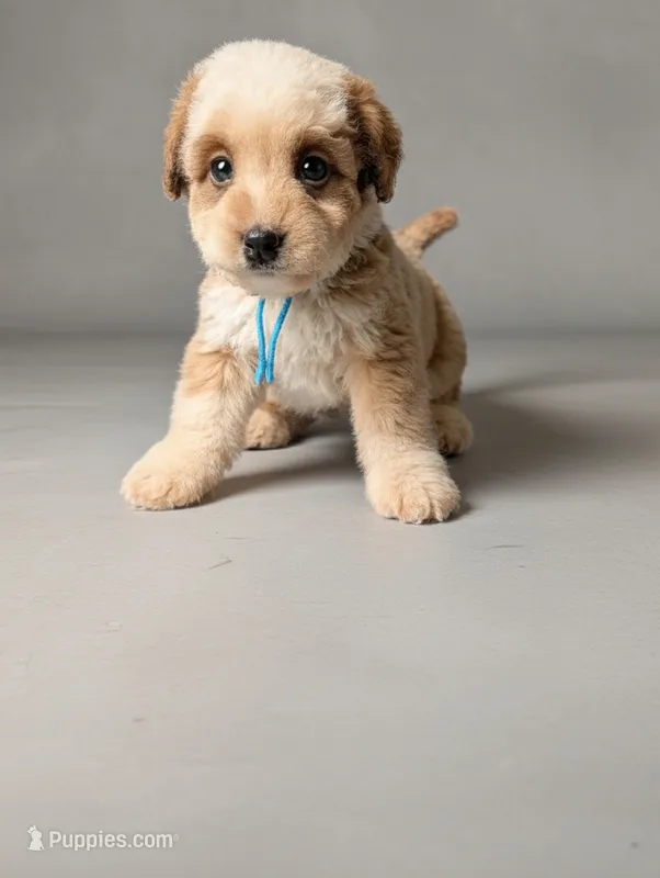 GIDEON – Bernedoodle puppy for sale in Culpeper, VA