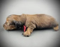 LOUISE, a female Miniature Dachshund for sale in Culpeper, VA – Photo 3 of 3