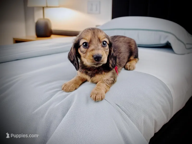 LOUISE – Miniature Dachshund puppy for sale in Culpeper, VA