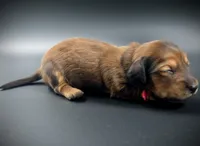 LOUISE, a female Miniature Dachshund for sale in Culpeper, VA – Photo 2 of 3