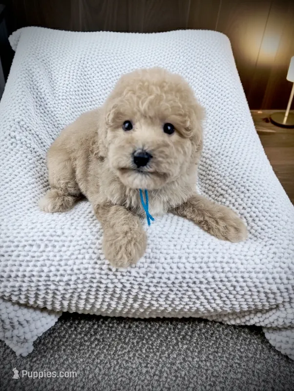 SERENITY – Bernedoodle puppy for sale in Culpeper, VA