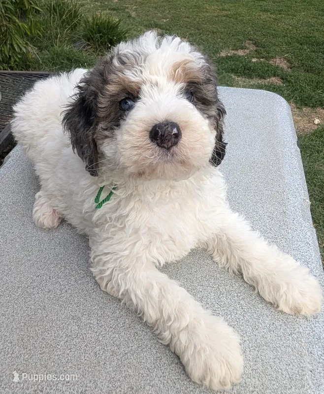FERN – Bernedoodle puppy for sale in Culpeper, VA