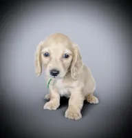 ARCHER, a male Miniature Dachshund for sale in Culpeper, VA – 2 of 2