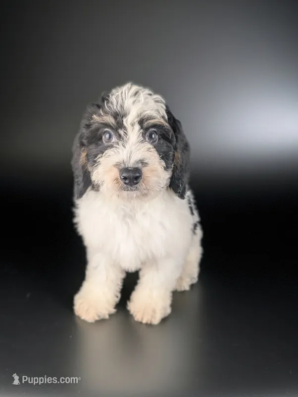 RICHARD – Bernedoodle puppy for sale in Culpeper, VA