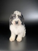 RICHARD, a male Bernedoodle for sale in Culpeper, VA – 1 of 2