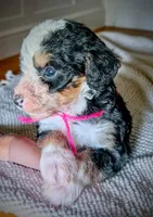 GAMILYA, a female Bernedoodle for sale in Culpeper, VA – 2 of 2