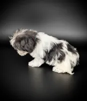 OLIVIA, a female Coton de Tulear for sale in Culpeper, VA – 4 of 4